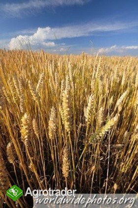 kupię pszenżyto paszowe