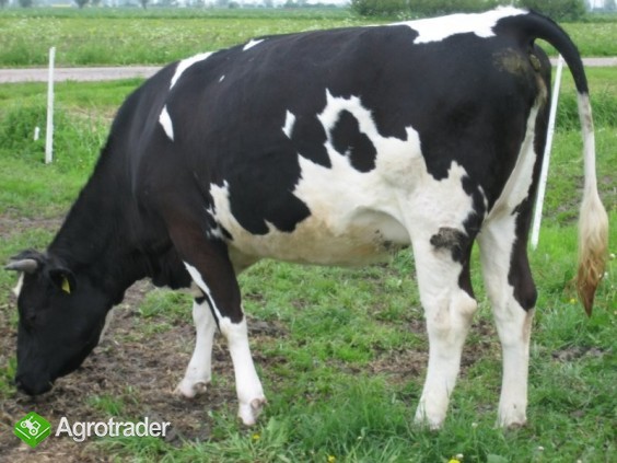 Jałówki   HF - Holstein Friesian