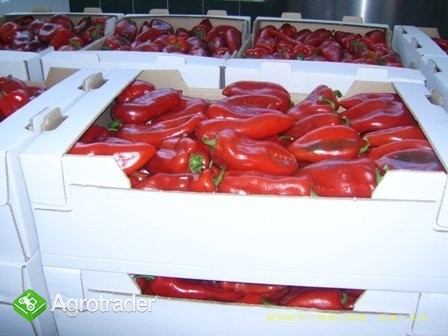 Czerwona Papryka z Macedonii.