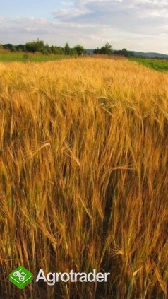 kupię zboże paszowe