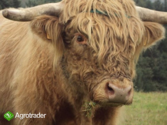 Sprzedam byka szkockiego - zdjęcie 1