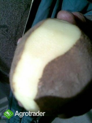 Sprzedam ziemniaki z FITO