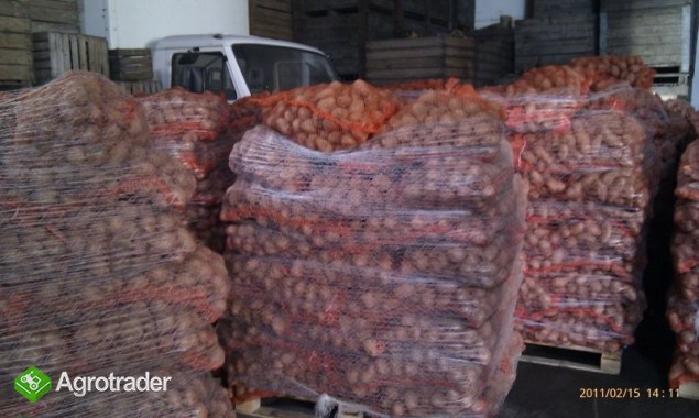 Sprzedam ziemniaki z FITO - zdjęcie 1