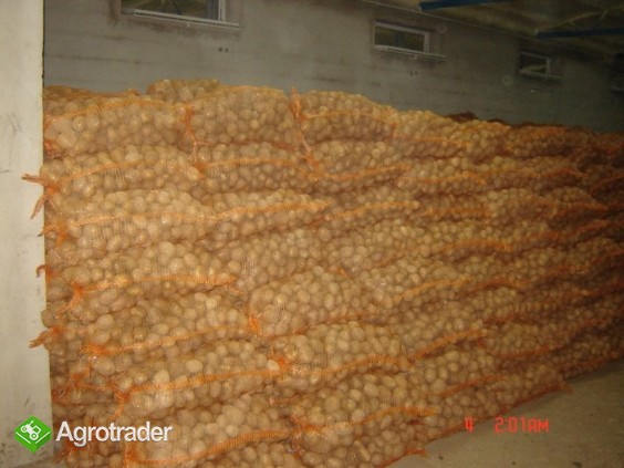 sprzedam ziemniaki - zdjęcie 3