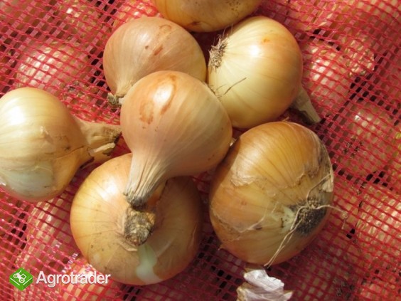 cebula z Egiptu - zdjęcie 3