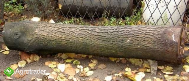 Sprzedam dwa pnie orzecha włoskiego