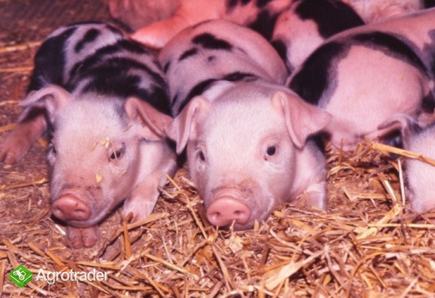 Warchlaki holenderskie - zdjęcie 1