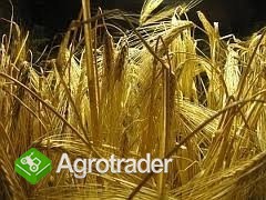 JĘCZMIEŃ KUPIE 830+vat