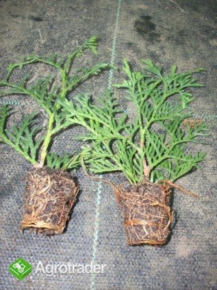 Thuje Smaragd SADZONKI ! - zdjęcie 1