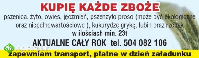 kupię żyto