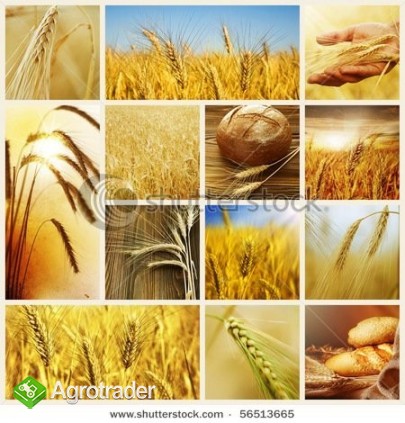 SKUP/SPRZEDAŻ ZBOŻA