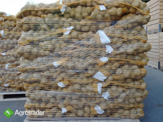 Ziemniaki i cebula z FITO